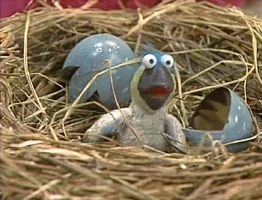 baby macaw in Episode 2592