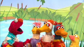 "Elmo's Ducks"