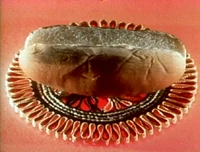 Stop-motion: What goes in a hot dog bun? (First: Episode 1494)
