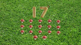 17-Mushrooms.png (2.43 MB) 17 mushrooms (First: Episode 4303)