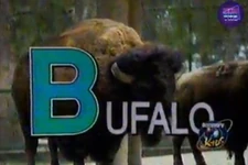 B - Búfalo