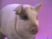 Dorothy Pig Newton[1] (pig)"I'm Gonna Always Love You" music video