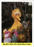 86: Big Bird likes the Australian koala