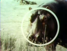 Song.hippopotamusround.jpg (291 KB) "Hippopotamus Round"