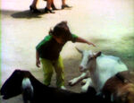 "Touch and Feel" w/ Kids and Animals