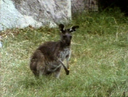 Song.kangarooblues.jpg (428 KB) "Kangaroo Blues"