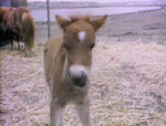 Little Horse -- Near/Far (holdover from season 2)
