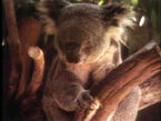 Animal films: Sleepy Koala (First: Episode 0048)