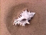 Shell Zoom - B - Shell Spins In Sand (First: Episode 2061)