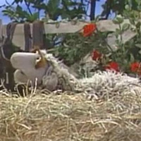 sheep in "The Sneeze Song"