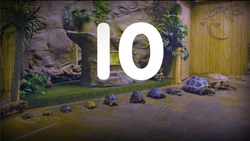 Ten different types of turtles (First: Episode 5133)