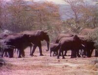 Animal films: African Animals (First: Episode 0128)