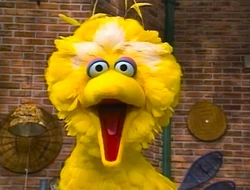 BigBird.eyeswide