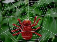 Elmo Spider