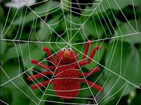 Spider Elmo's World: Bugs