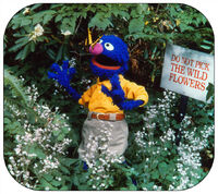 B2 Both Grover and butterflies love flowers.