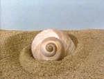 SnailShell.jpg (357 KB) Shell Zoom - A - Shell Spins In Sand (First: Episode 2039)
