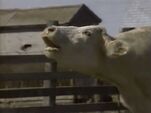 Sound ID: Cow