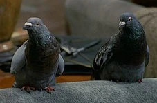 Pigeons