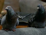 Pigeons (Dr. Dolittle)