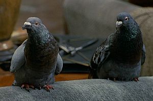 pigeon in Dr. Dolittle (film)