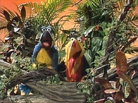 jungle denizens (Parrots, Toucans)