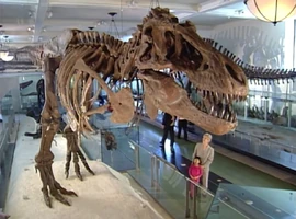 Ewdino-film.jpg (213 KB) Elmo's World: Dinosaurs