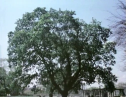 Film.WhoAmI-Olivia.song