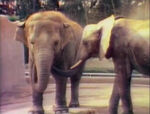 Zoo - Elephants