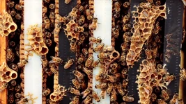 B is for Bees (First: Episode 4711)