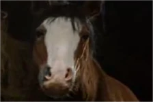 Boxer.png (154 KB) Boxer (shire horse) in Animal Farm