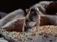 Rat-AF.jpg (172 KB) rat in Animal Farm