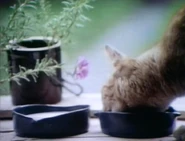 Song.EverybodyEats.jpg (233 KB)