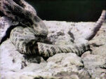 Rattlesnake (holdover from season 2)