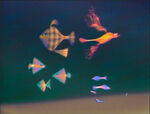All One Some Fish Computer Anim. (holdover from season 16)