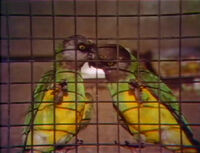 2parrots.jpg (271 KB) Pairs of animals (First: Episode 0364)
