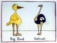 "The Noble Ostrich"