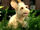 Lassie (goat)