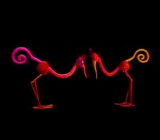 Gawky Birds