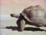 Slow Turtle Tag (holdover from season 2)