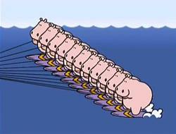 11 waterskiing hippos (First: Episode 4011)