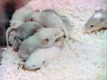 "New Life" (baby mice)