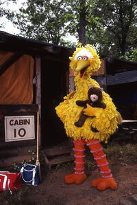 Big bird radar camping