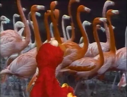 ElmoFlamingos