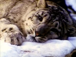 SomebodyComeandPlay.Snowleopards.jpg (332 KB)