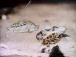 Turtle Tag #2 - Two Turtles (holdover from season 2)