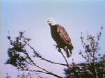 Islands Eagle View (First: Episode 0424)