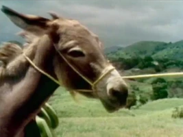 What Can You Do with a Burro (51 KB) "What Can You Do with a Burro"