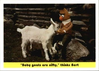 77: "Baby goats are nifty," thinks Bert