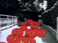 MB303-Tomatoes
